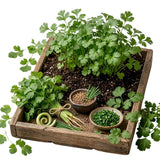 Live Cilantro Plant in 3.5 Inch Pot, Green Cilantro Herb Plant, Culinary Herb for Indoor Herb Gardens and Outdoor Planting
