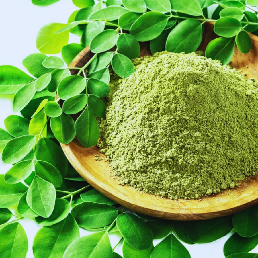 Set 2 Moringa Oleifera Drumstick Trees Live Plants, Moringa Trees Plants, 12 to 20 Inc Tall Long, Herb Gardening Outdoor