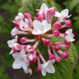 Pink Viburnum Live Plant, 2.5 Inch Pot Hardy Flowering Shrub, Fragrant Spring Blooms for Landscape Garden