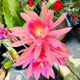 Epiphyllum Orchid Cactus Live Plant, 2 Plants Per Pot, Blooming Orchid Cactus for Indoor or Outdoor Growing (Pink Epiphyllum)