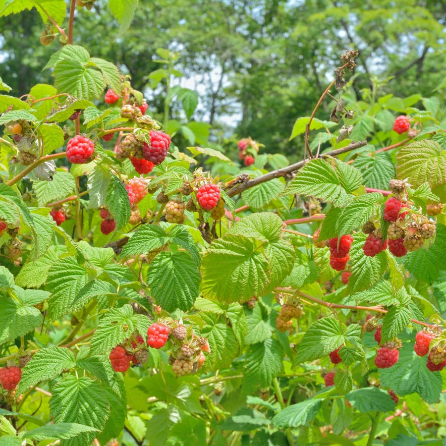 Live Red Raspberry Plant in 4 Inches Pot, 6-8 Inches Tall Berry Bushes, Sweet Raspberries Seedling Outdoor Planting
