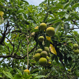 Live White Sapote Tree Plant, Sapote Fruit Tree, Tropical Plant, 1 Gallon Pot, Ready for Planting