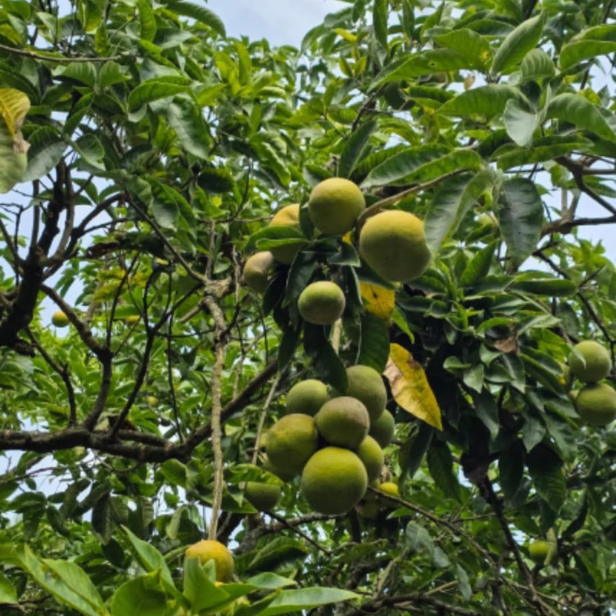Live White Sapote Tree Plant, Sapote Fruit Tree, Tropical Plant, 1 Gallon Pot, Ready for Planting