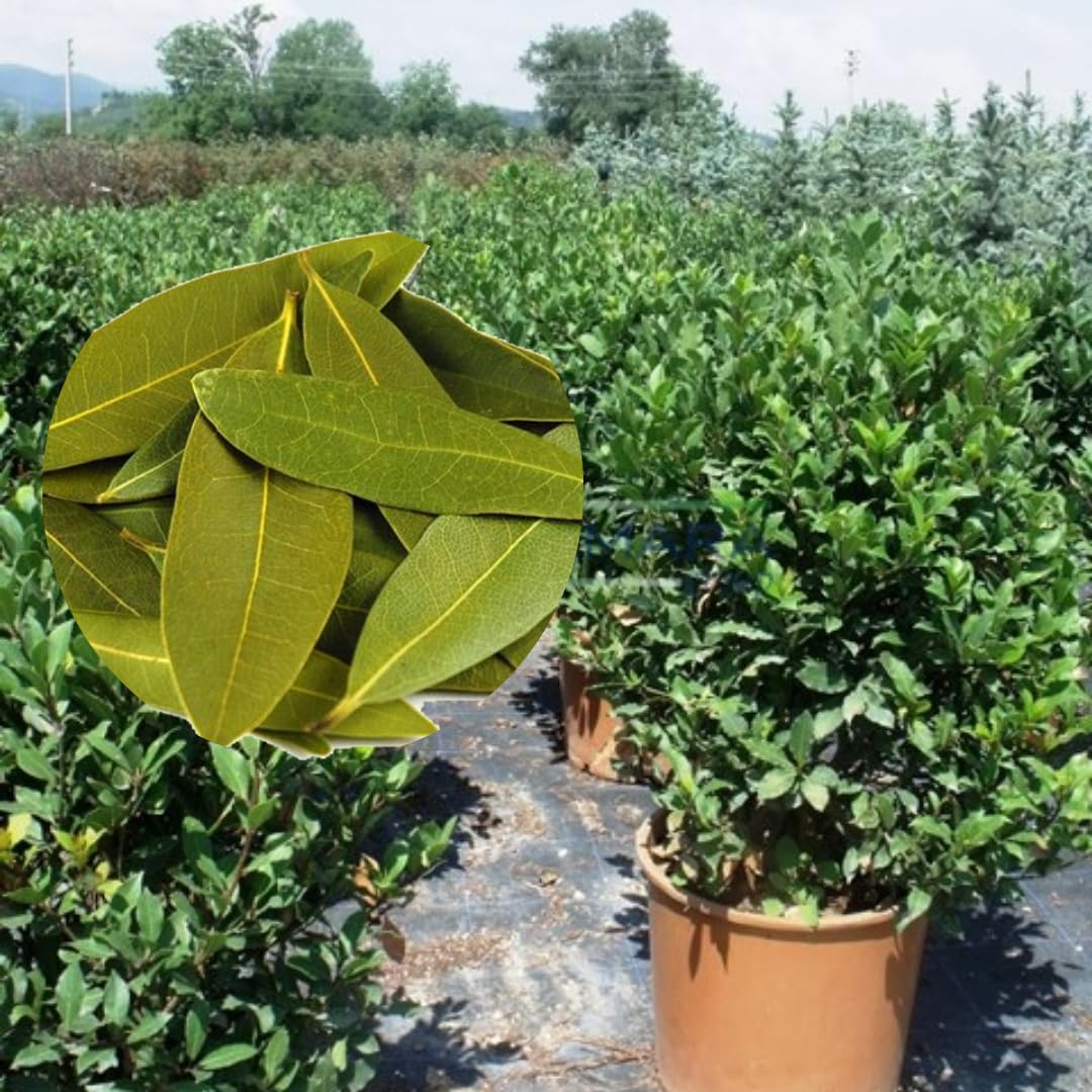 Sweet Bay Leaf Plant Live Tree, 8-11" in Tall, Well-Rooted, Bay Laurel Laurus Nobilis Plant for Outdoor Indoor Planting Herb