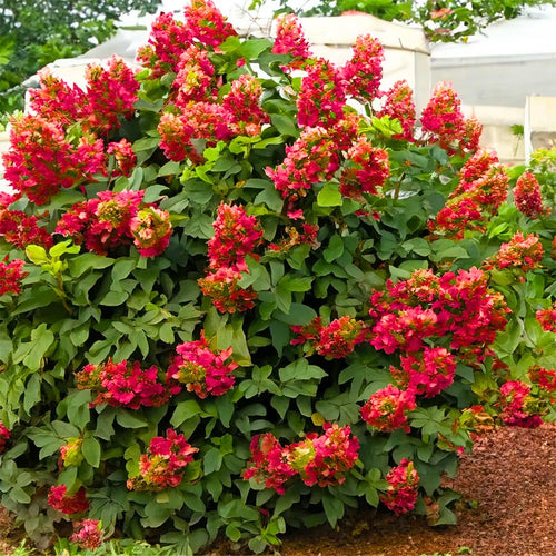 Ruby Slipper Hydrangea Plant Live Tree, Rare Color, 4" Pot, Perennial and Hardy Blooming Shrub for Garden Spring Planting