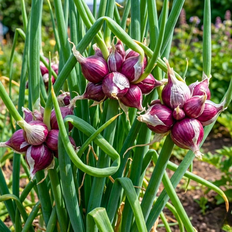 50 Egyptian Walking Onion Seeds for Planting, Hardy Perennial Vegetable Seeds, Not Bulbs, Edible Onion Herb for Home Garden Year-Round Planting