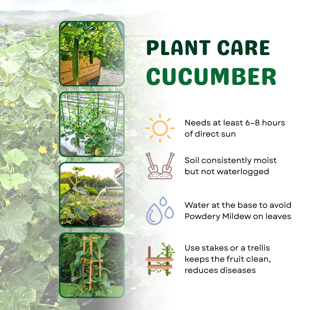Cucumber Plants Live in 4'' Pot, Vegetable Plants, Cucumber Live Plants for Outdoor Planting, Live Green Cucumbers Plants