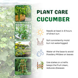 Cucumber Plants Live in 4'' Pot, Vegetable Plants, Cucumber Live Plants for Outdoor Planting, Live Green Cucumbers Plants