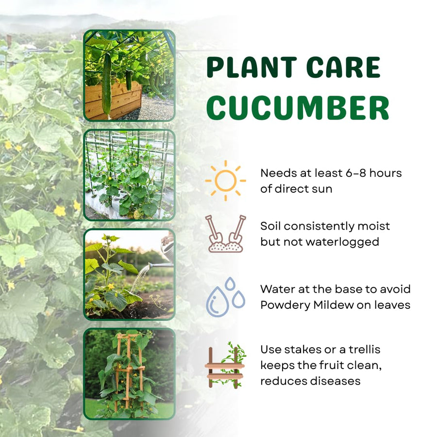 Cucumber Plants Live in 4'' Pot, Vegetable Plants, Cucumber Live Plants for Outdoor Planting, Live Green Cucumbers Plants