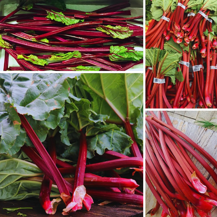 100 Red Rhubarb Seeds for Planting, Rhubarb Seed, Vegetable Plant Seeds Gardening Outdoor