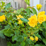 Miniature Rose Plant, Live 3.5” Potted Rose, Compact, Colorful Flowering Rose Bush for Indoor Outdoor Gardens (Yellow)