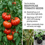 Set 1000 Beefsteak Tomato Seeds, Beefsteak Tomato Plant Live, Large Tomatoes Seeds for Outdoor Gardening
