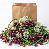 Set of 10 Egyptian Walking Onion Bulbs, Walking Onion Perennial Vegetable