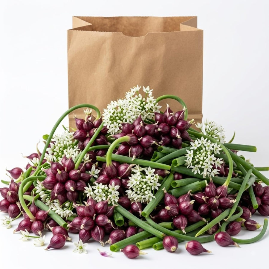 Set of 10 Egyptian Walking Onion Bulbs, Walking Onion Perennial Vegetable