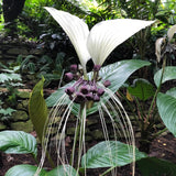 White Tacca Plant Live in 2 Inch Pot - White Bat Flower Houseplant Great for Indoor and Outdoor Gardening - Easy to Care