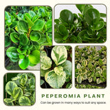 3 Mixed Peperomia Live Plants in 2 Inch Pot - 3-4" Tall Assorted Peperomia Houseplants for Indoor Home Office Garden