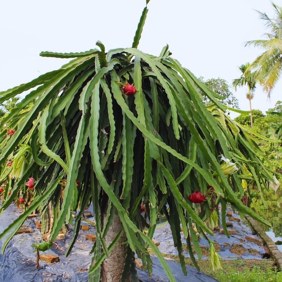 Red Dragon Fruit Plant Live Pot 4 Inc, Dragon Fruit Tree