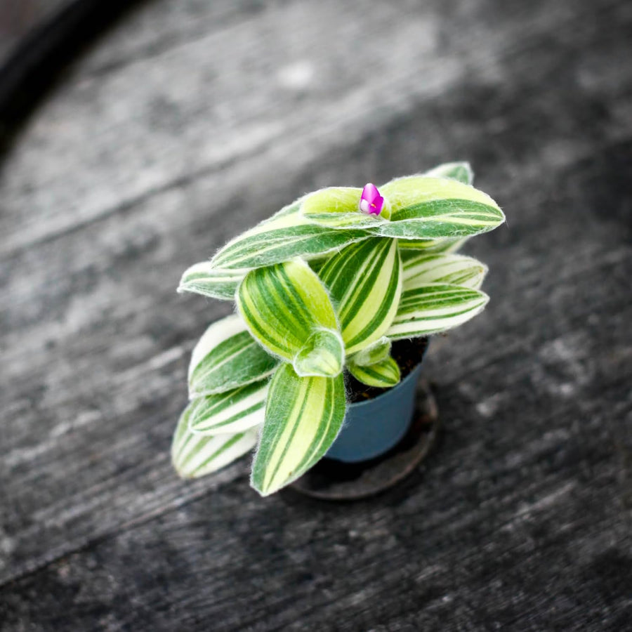 Tradescantia Velvet Live Plant in 3.5'' Pot, Wandering Jew Trailing Houseplant, Decorative Indoor Foliage Plant