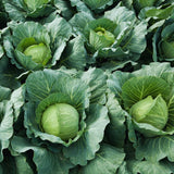 2 Cabbage Plants Live Potted, Cabbage Vegetable Live Plant Home Garden Outside, 3 to 5Inc in Height