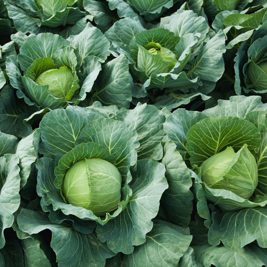 2 Cabbage Plants Live Potted, Cabbage Vegetable Live Plant Home Garden Outside, 3 to 5Inc in Height