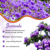 Jacaranda Tree Live Plant, 3-6'' Tall, Jacaranda Tree Plant Live for Outdoor Planting, Live Jacaranda Plant, Purple Blooms, Ready to Grow