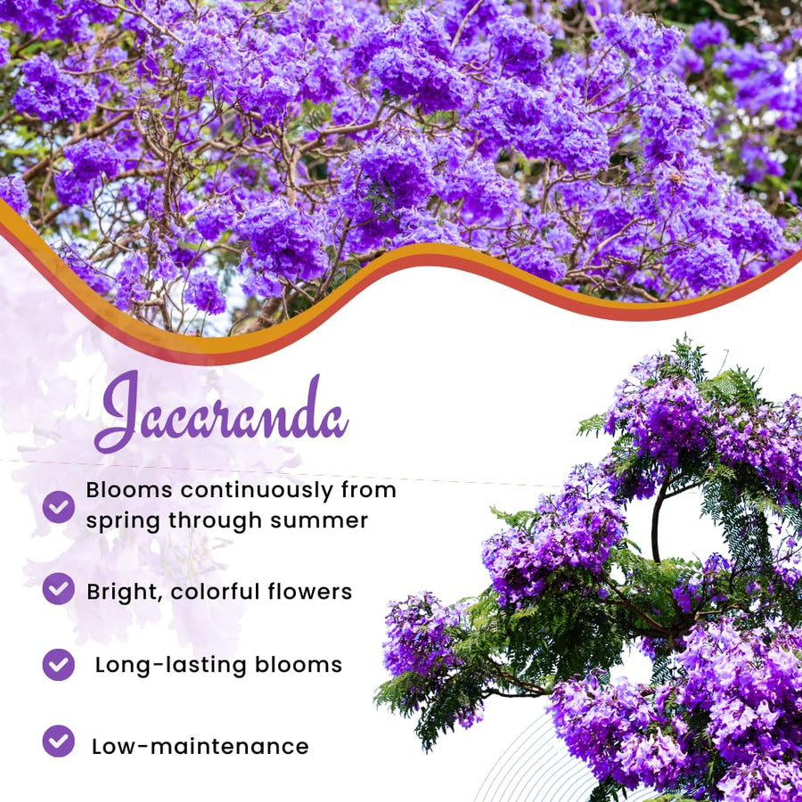 Jacaranda Tree Live Plant, 3-6'' Tall, Jacaranda Tree Plant Live for Outdoor Planting, Live Jacaranda Plant, Purple Blooms, Ready to Grow
