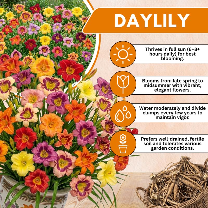 Pack 10 Daylily Bulbs for Planting Spring, Fast Blooming Hardy Perennial Lily Bare Roots for Outdoor Growing (Red Day Lily)