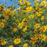 Mexican Sunflower Plant - 10-14 inches Tall in 4-inch Pot, Beautiful Orange Blooms, No CA