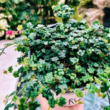 Succulent Plant Live, Trailing Houseplant, Indoor Green Foliage Plant in 4 Inch Pot (String of Frogs)