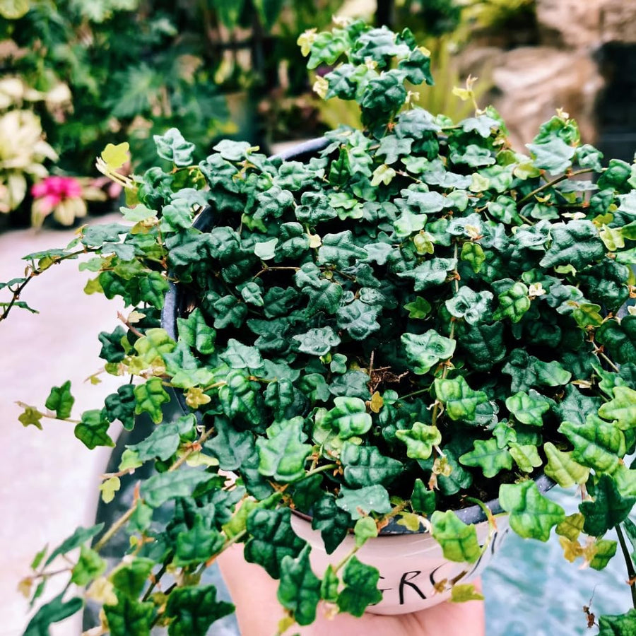 Succulent Plant Live, Trailing Houseplant, Indoor Green Foliage Plant in 4 Inch Pot (String of Frogs)