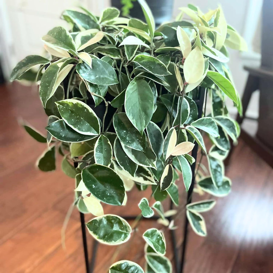 Hoya Plant Live - Tricolor Hoya Plant 4 Inches No Pot- Rare Vining Hoya Plant Bareroot for Growing Well in House