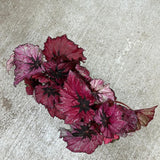 3 Red Begonia Plants, Red Leaves Begonia for Planting Indoor Outdoor 4 Inch Tall
