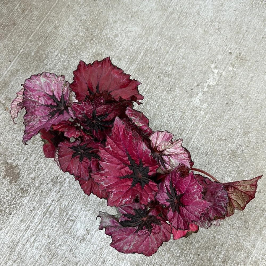 3 Red Begonia Plants, Red Leaves Begonia for Planting Indoor Outdoor 4 Inch Tall