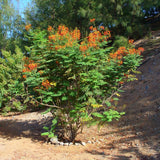 Red Bird of Paradise Plant Live, 6" to 8" in Tall in 4" Pot, Established Roots, Pride of Barbados Peacock Flower Tree, Royal Poinciana Flamboyant Like