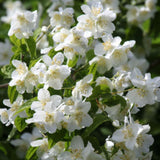 White Mock Orange Plant 3-5 Inch Tall in 4" Pot, Mock Orange Flower Plants, Hardy Ornamental Shrub for Outdoor Garden
