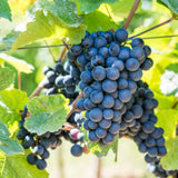 Black Grape Vine Plant Live Bareroot for Planting 1-2 Year Old, Summer Grape Plant Live Grape Tree, Black Grape Fruit Tree for Planting