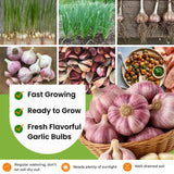 4 Large Red Garlic Bulbs for Planting, Heirloom Hardneck Seed Garlic, High Yield Garden, Fall and Spring Planting