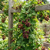 Boysenberry Plant, Thornless Boysenberry Plant Live, 5-7 Inches Tall, Sweet Boysenberries, Fruit Bearing Berry Vine for Outdoor Garden and Trellis Growing