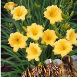 10 Yellow Daylily Roots, Hardy Perennial Flower for Garden Beds and Borders Planting, Easy Care, Ready to Grow