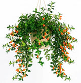Trailing Goldfish Plant Live in 4'' Pot, Hardy Goldfish Plant for Hanging Basket, Easy-Care Houseplant, Rare Indoor Plant, 4-7 Inch Tall