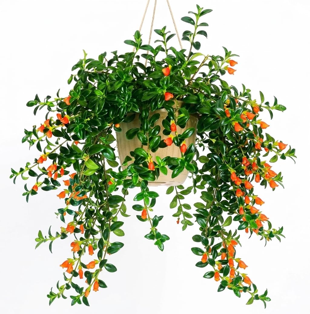Trailing Goldfish Plant Live in 4'' Pot, Hardy Goldfish Plant for Hanging Basket, Easy-Care Houseplant, Rare Indoor Plant, 4-7 Inch Tall