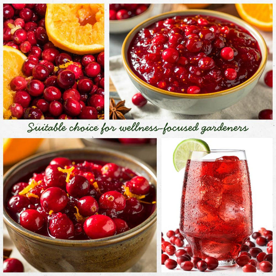 Cranberry Plant, Cranberry Seedling for Planting, 2-5 Inc Tall, Sweet Berries for Outdoor Garden, Container Growing