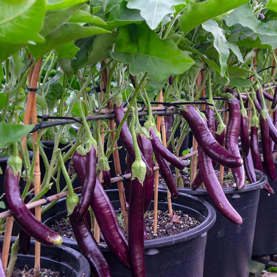 Eggplant Plants in 4 Inch Pot, 5-8" Purple Eggplant Live for Planting, Vegetable Seedlings for Garden Outdoor