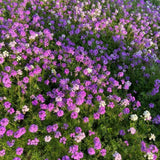 3750 Moss Verbena Seeds, Purple Flower Seeds for Garden Planting