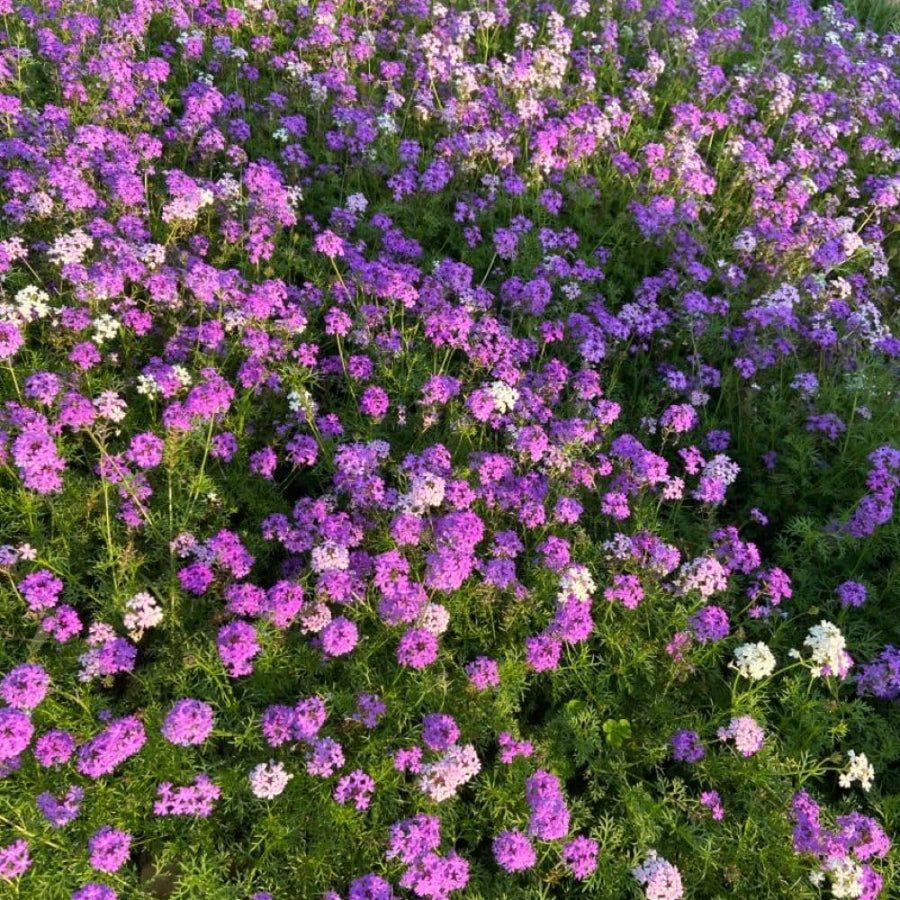 3750 Moss Verbena Seeds, Purple Flower Seeds for Garden Planting