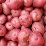 2 Lbs Red Potato Tubers High Yielding for Outdoor Planting,Vegetables Potatoes Plants Bulbs Seeds, Heirloom Seed Potato Live Tuber