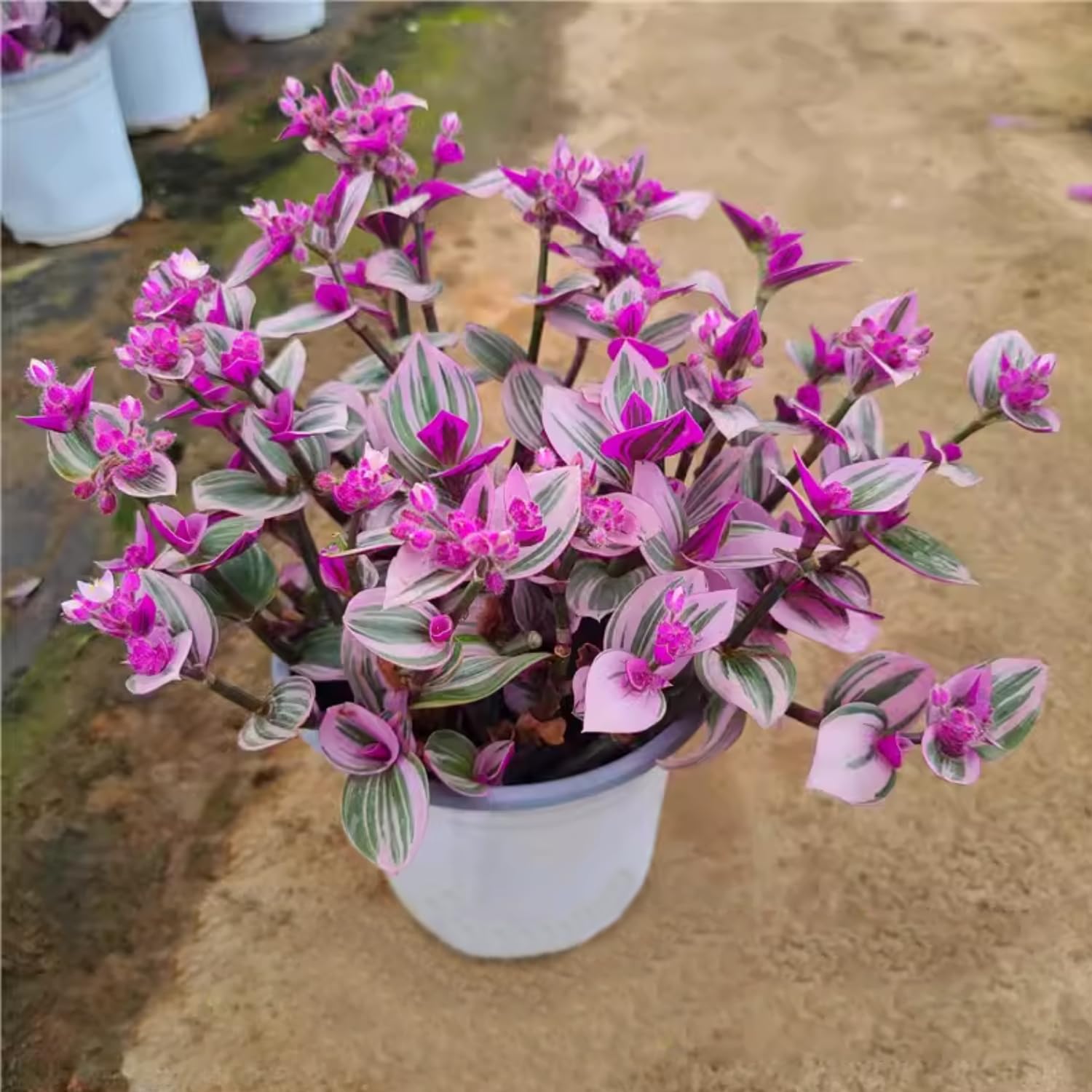 2 Pink Wandering Jew Live Plant, Tradescantia Nanouk Plant Live, Succulent Plant Live, 2 Inc Potted