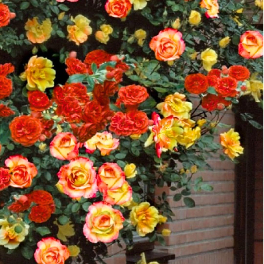 Red Yellow Orange Climbing Rose Live Plant, Fragrant Rose Bush Ready to Plants, Zone 5 to 9, Size 5 to 7 Inches and Bare Root