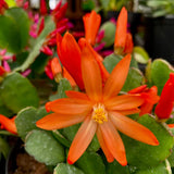 Easter Cactus Plants Live, Easter Cactus - 4 to 6 Inch Tall Houseplant Succulent Cactus Flower Plants, No Pot (Orange Flowers)