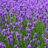 2 Lavender Plants Live Outdoor, Live Lavender Plant, 3 Inches Pot, Fragrant Perennial Herb Gardening Outdoor Indoor